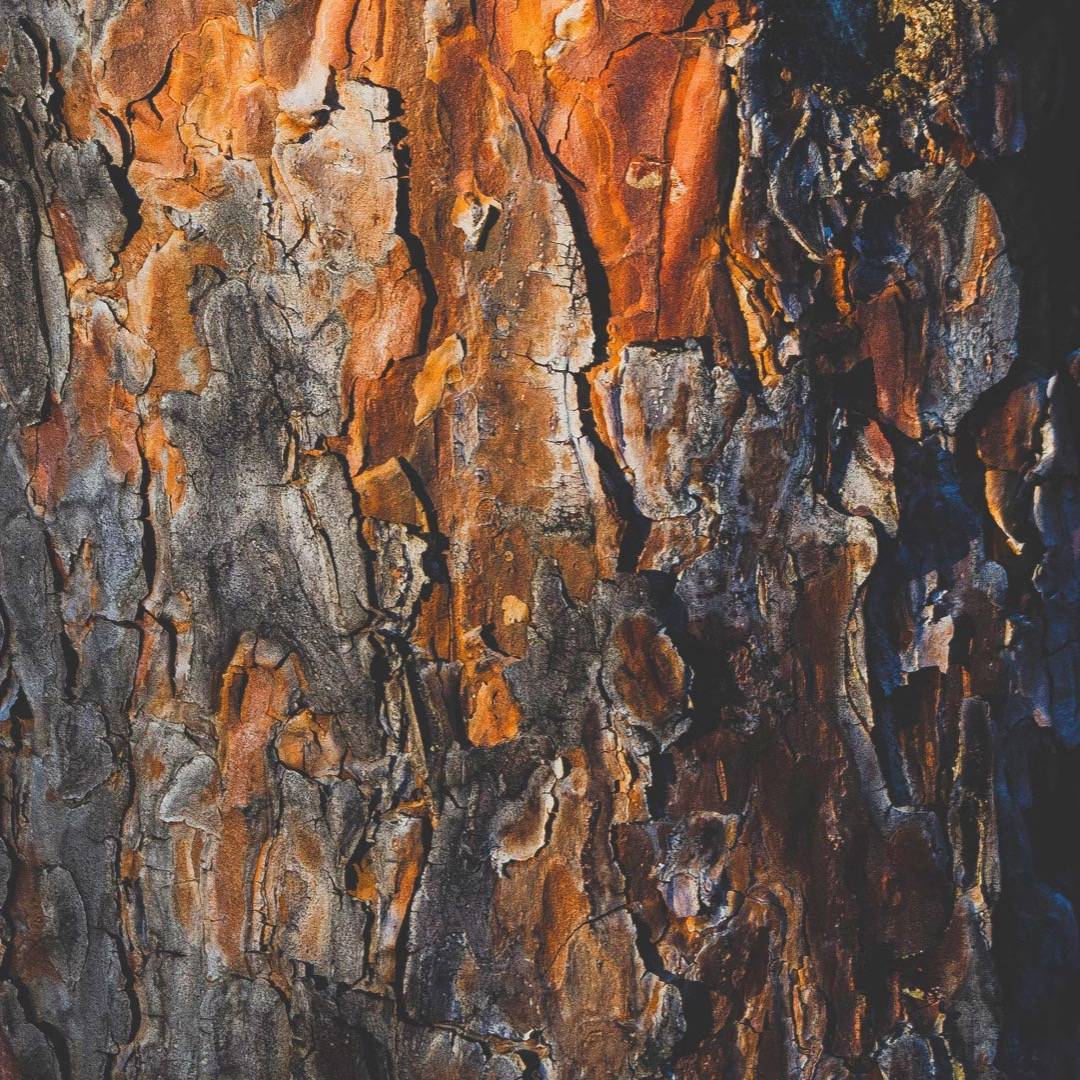 Parfum Boisé Adopt Parfum