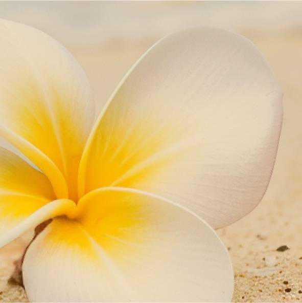 Monoï des îles Intense EAU DE PARFUM 50 ML