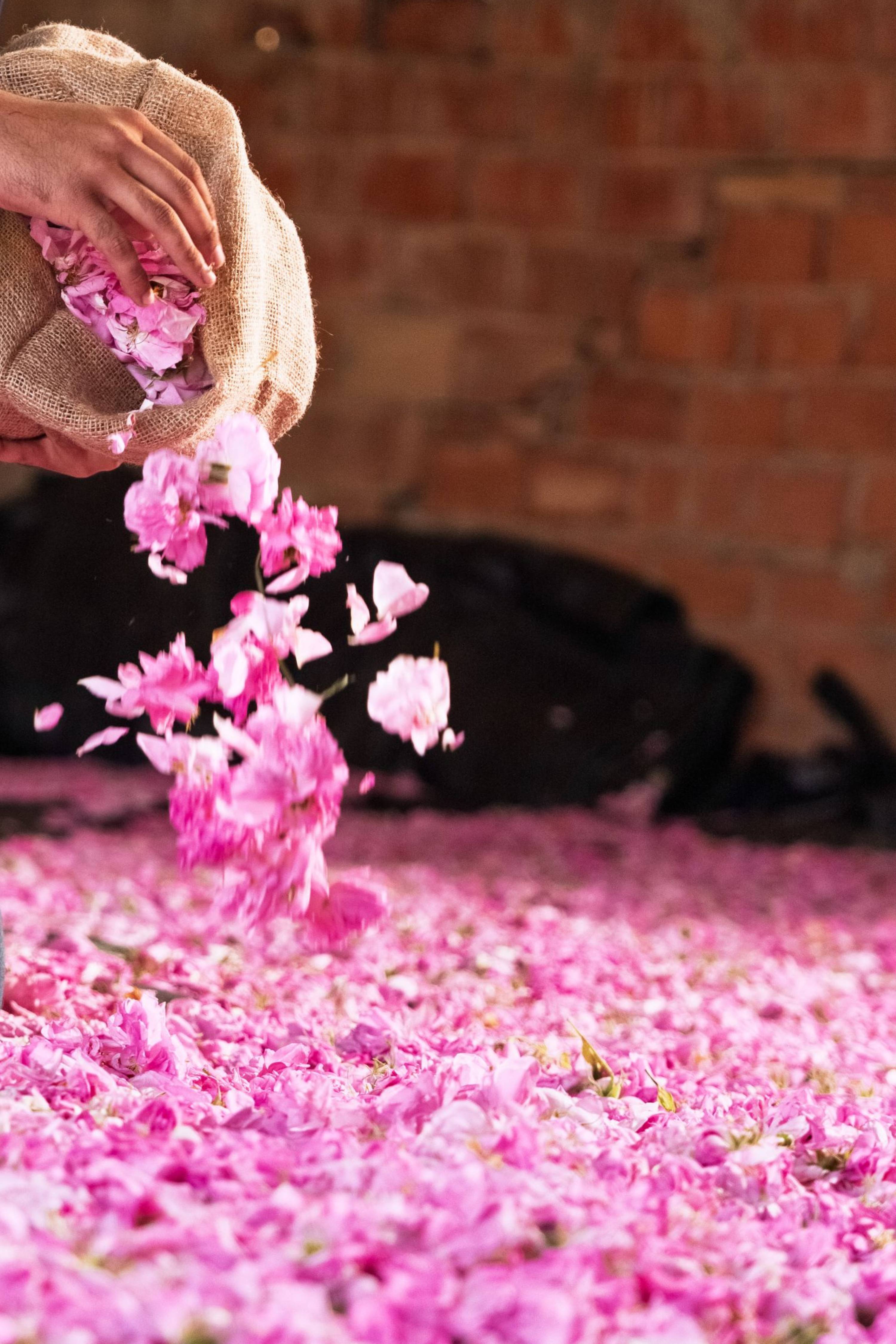 The Centifolia Rose Program